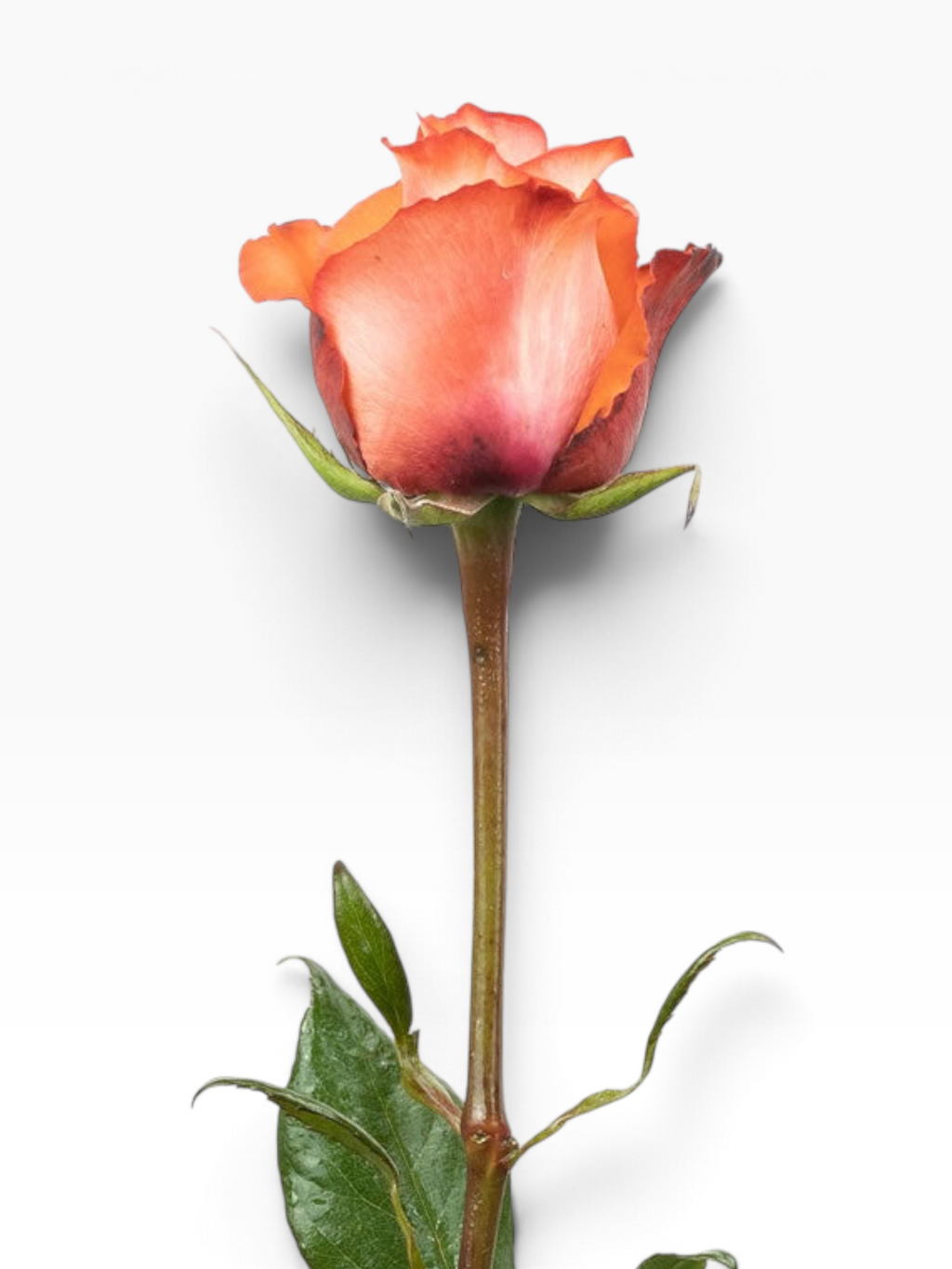 Rosa Iguana de My Store 3 con pétalos en tonos rosados y anaranjados, ideal para arreglos florales elegantes.