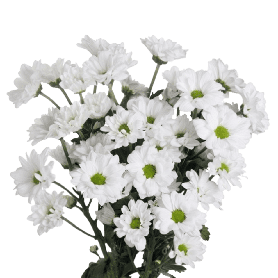 Crisantemo Daisy Alma White