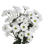 Crisantemo Daisy Alma White
