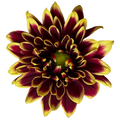 Crisantemo Daisy Amethyst Dark Red