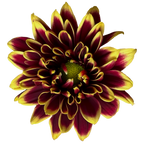 Crisantemo Daisy Amethyst Dark Red