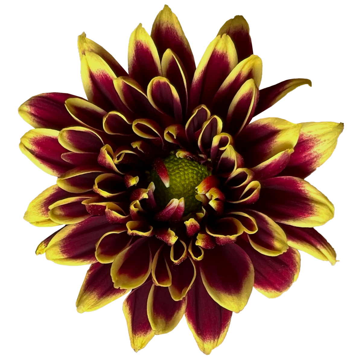 Crisantemo Daisy Amethyst Dark Red