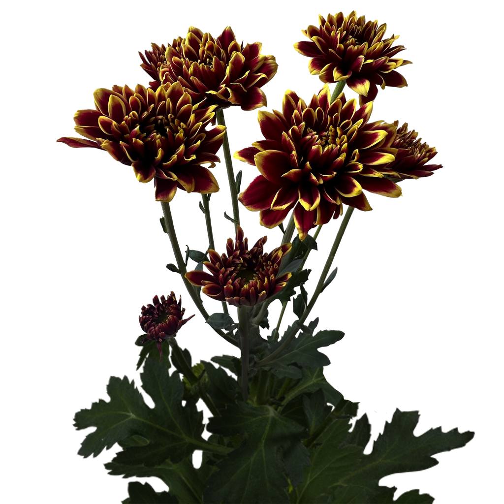 Crisantemo Daisy Amethyst Dark Red