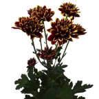 Crisantemo Daisy Amethyst Dark Red
