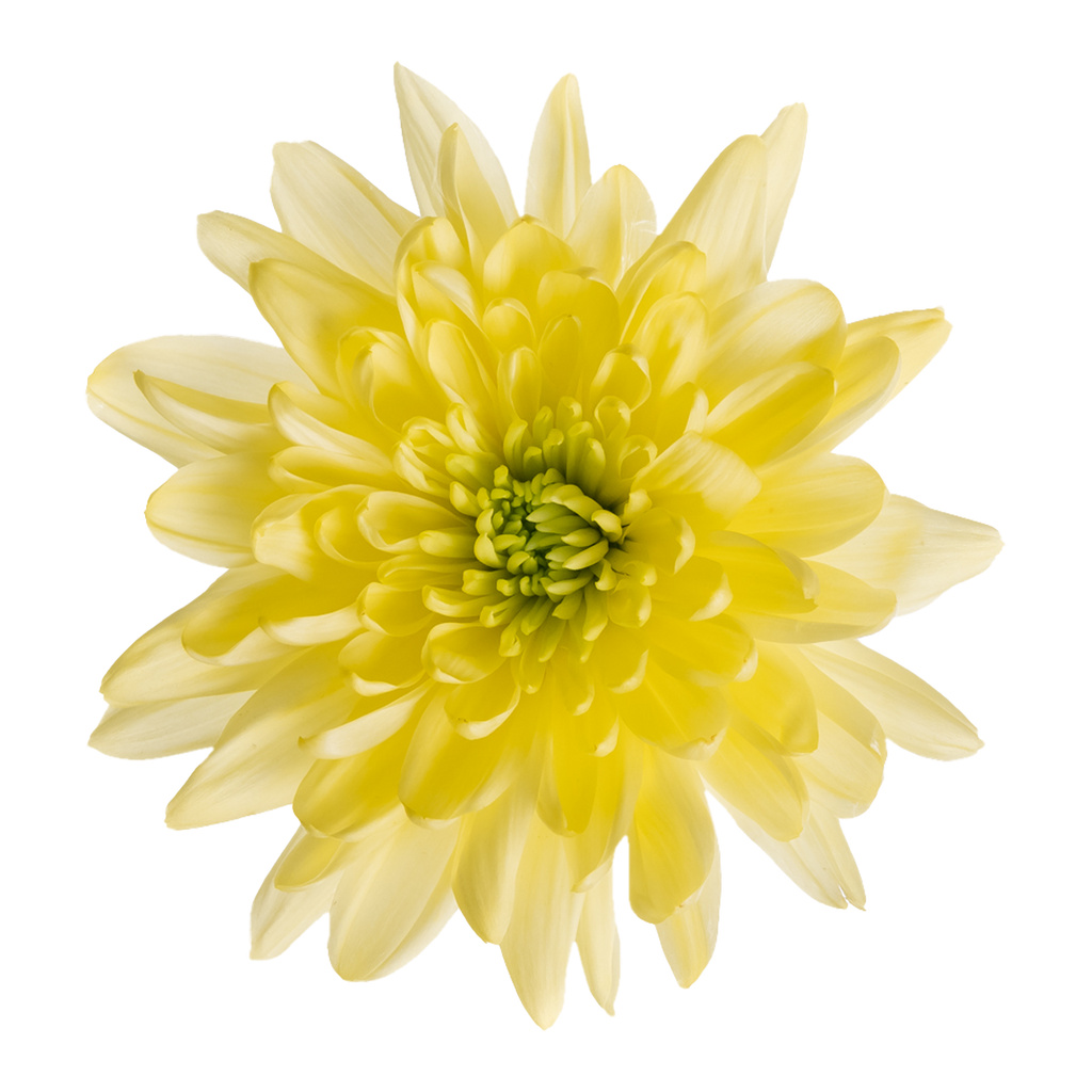 Crisantemo Cushion Baltica Cream