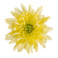 Crisantemo Cushion Baltica Cream