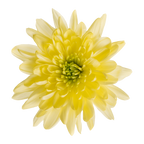 Crisantemo Cushion Baltica Cream