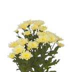 Crisantemo Cushion Baltica Cream