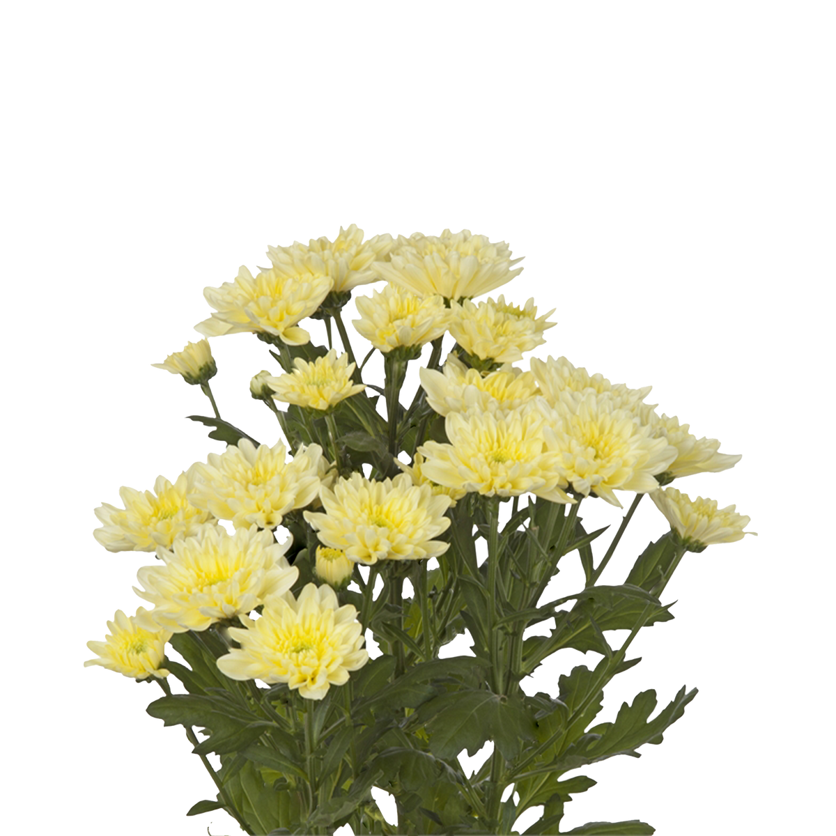 Crisantemo Cushion Baltica Cream