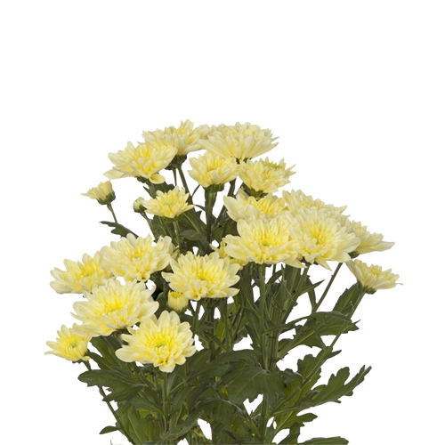 Crisantemo Cushion Baltica Cream