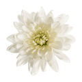 Crisantemo Cushion Baltica