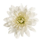 Crisantemo Cushion Baltica