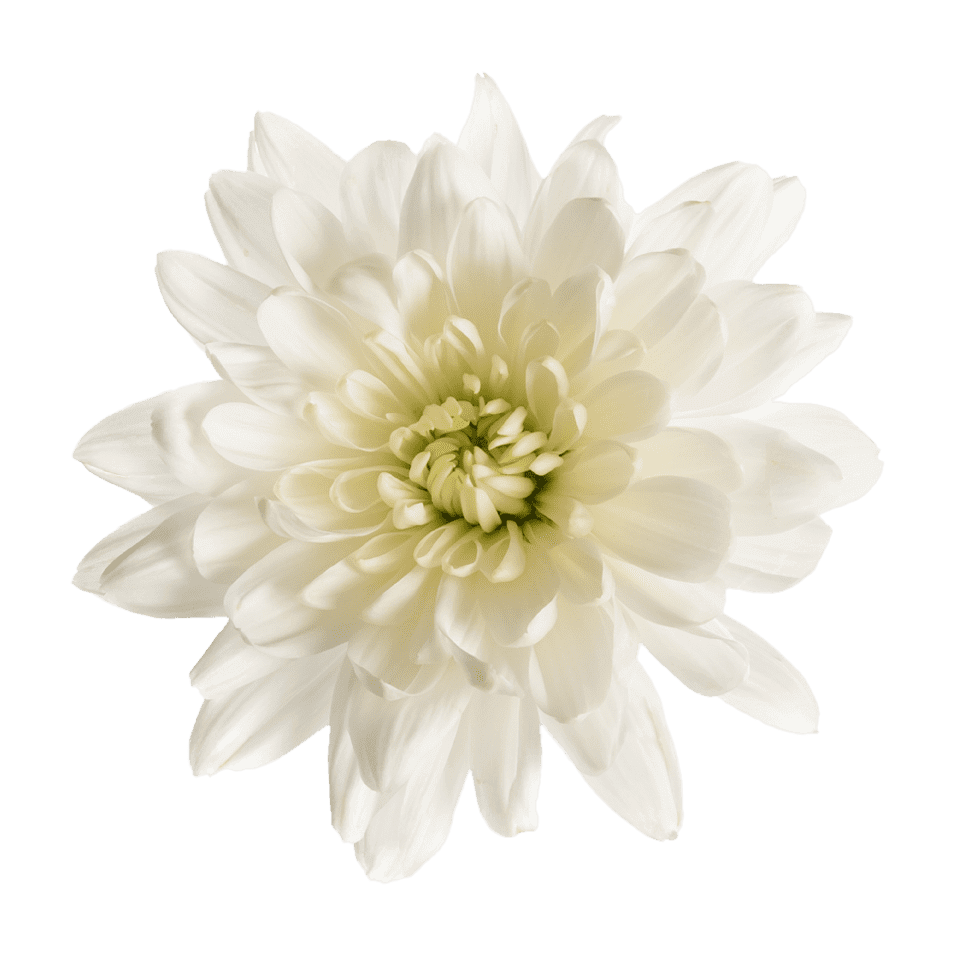 Crisantemo Cushion Baltica
