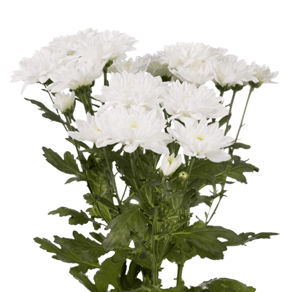 Crisantemo Cushion Baltica
