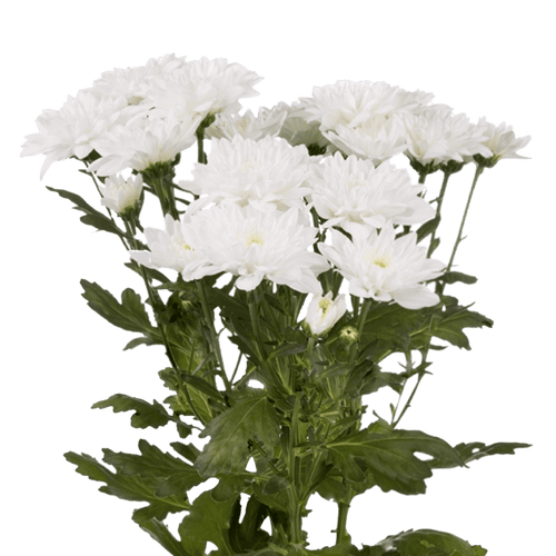 Crisantemo Cushion Baltica