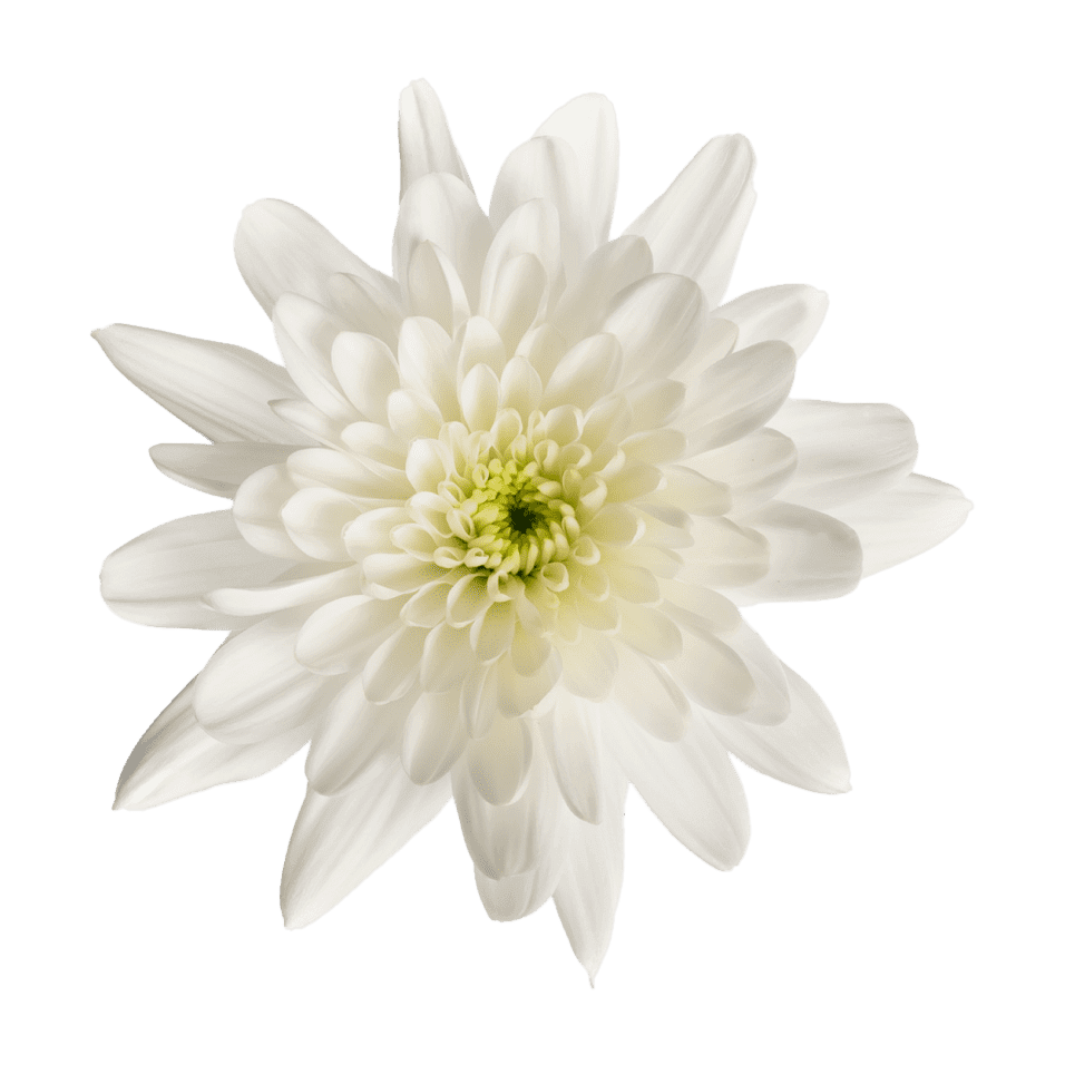 Crisantemo Cushion Bonita Blanca