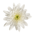 Crisantemo Cushion Bonita Blanca