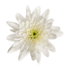 Crisantemo Cushion Bonita Blanca
