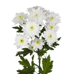 Crisantemo Cushion Bonita Blanca