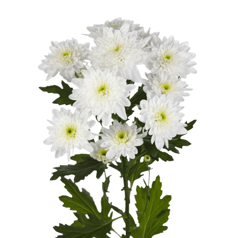 Crisantemo Cushion Bonita Blanca