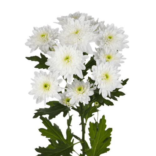 Crisantemo Cushion Bonita Blanca