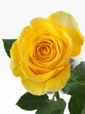 Rosa Brighton de My Store 3, una rosa de corte de color amarillo vibrante ideal para arreglos florales y eventos.