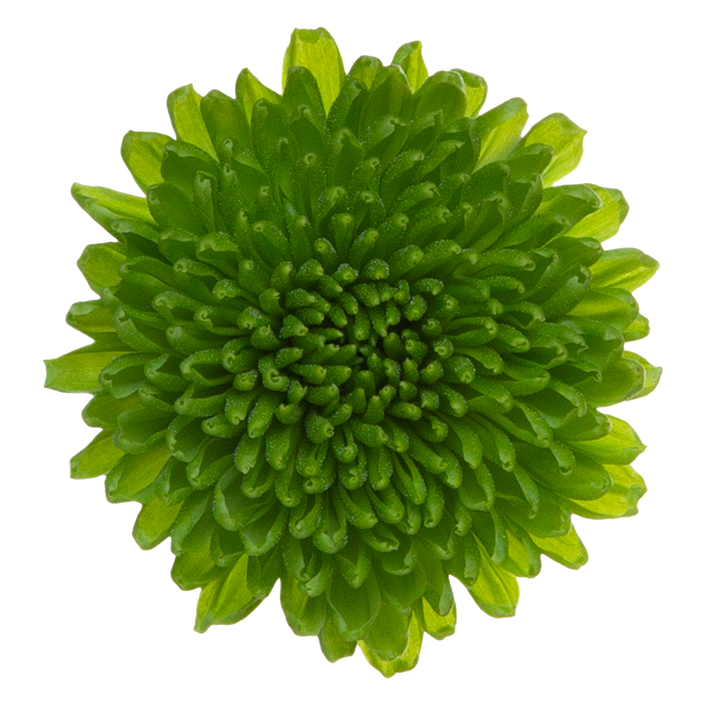 Crisantemo Santini Chikorita verde