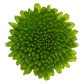 Crisantemo Santini Chikorita verde