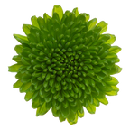 Crisantemo Santini Chikorita verde