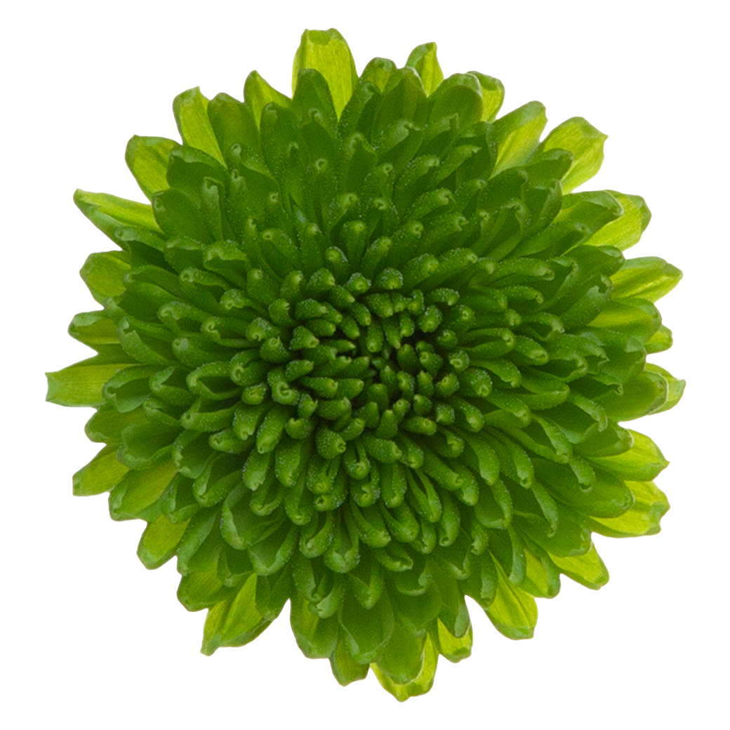 Crisantemo Santini Chikorita verde