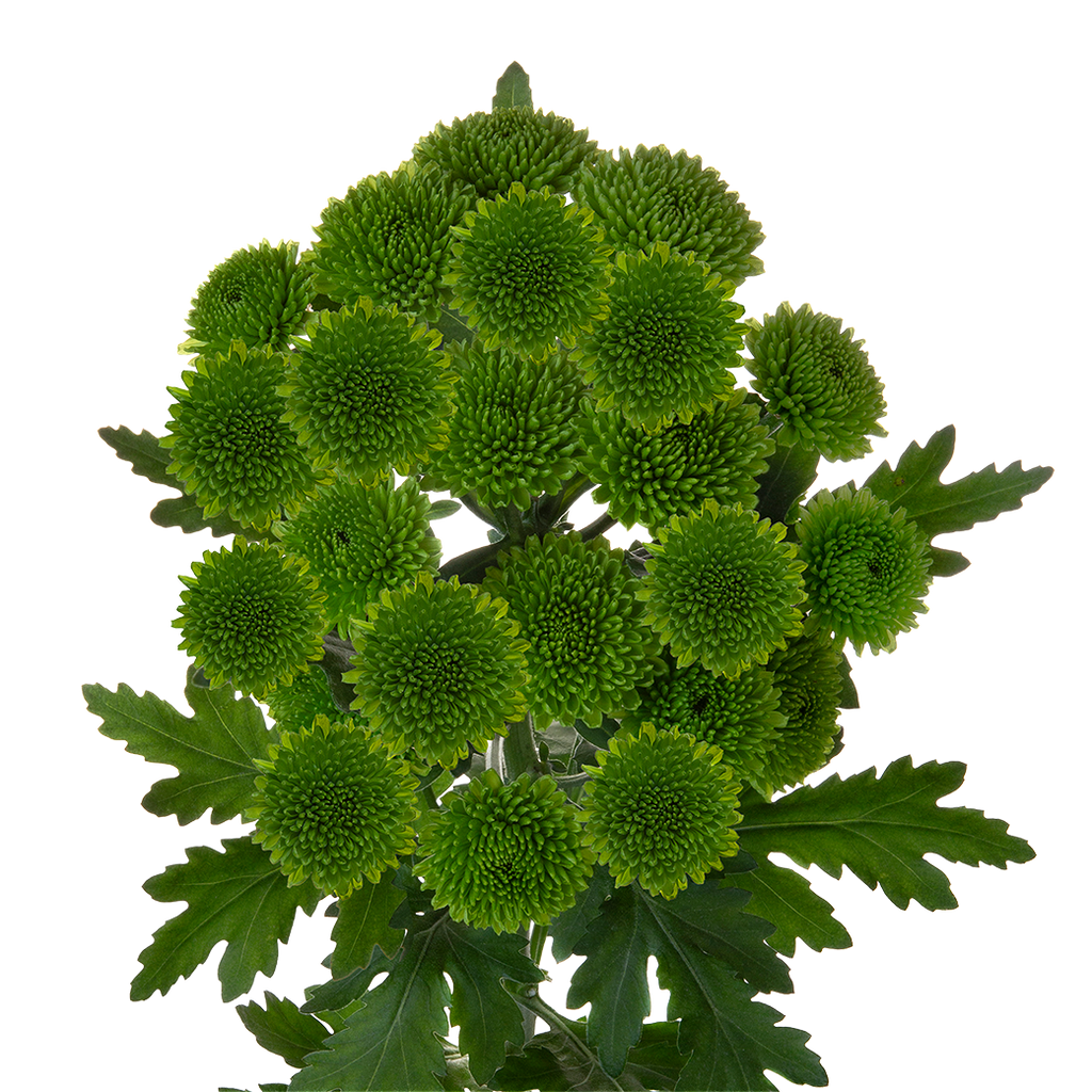 Crisantemo Santini Chikorita verde