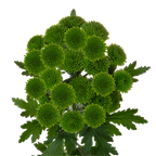 Crisantemo Santini Chikorita verde