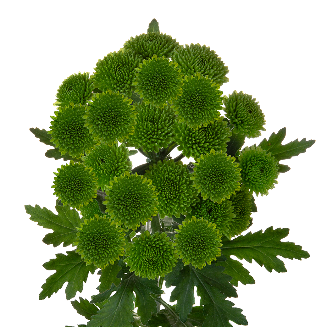 Crisantemo Santini Chikorita verde