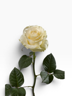 Rosa Mondial blanca de My Store 3 con tallo largo y hojas verdes, ideal para arreglos florales y eventos elegantes.
