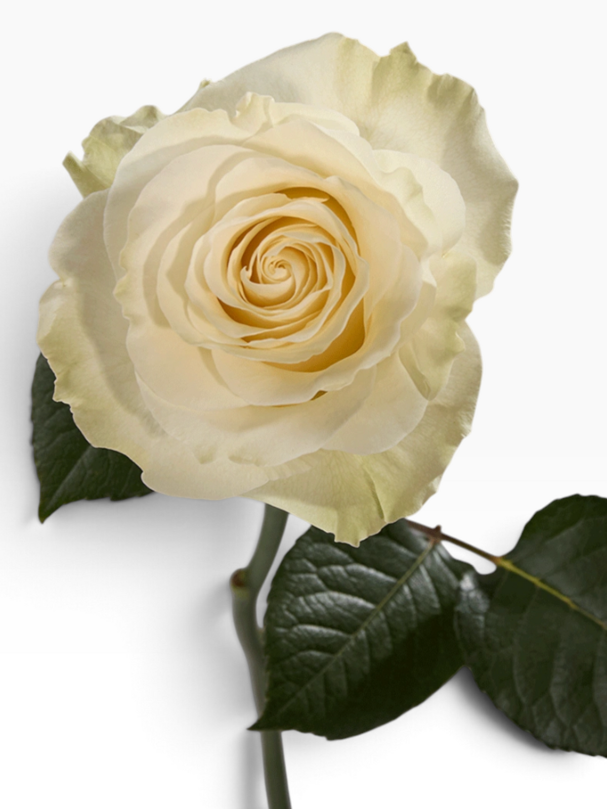 Rosa Mondial de My Store 3, rosa de corte color crema con pétalos suaves y tallo verde, ideal para arreglos florales.