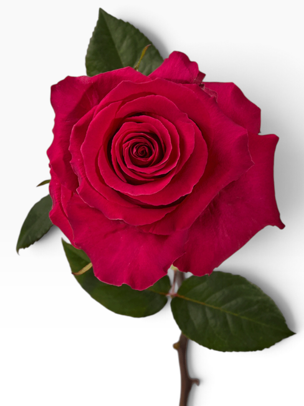 Rosa Gotcha de My Store 3 en color fucsia intenso con tallo y hojas verdes para arreglos florales