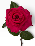 Rosa Gotcha de My Store 3 en color fucsia intenso con tallo y hojas verdes para arreglos florales