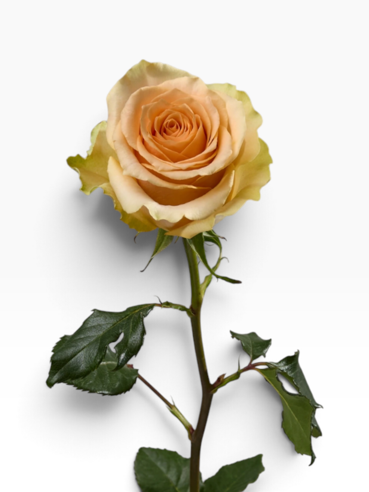 Rosa Nectarine de My Store 3 con pétalos en tonos naranja suave y bordes verdosos, ideal para arreglos florales.