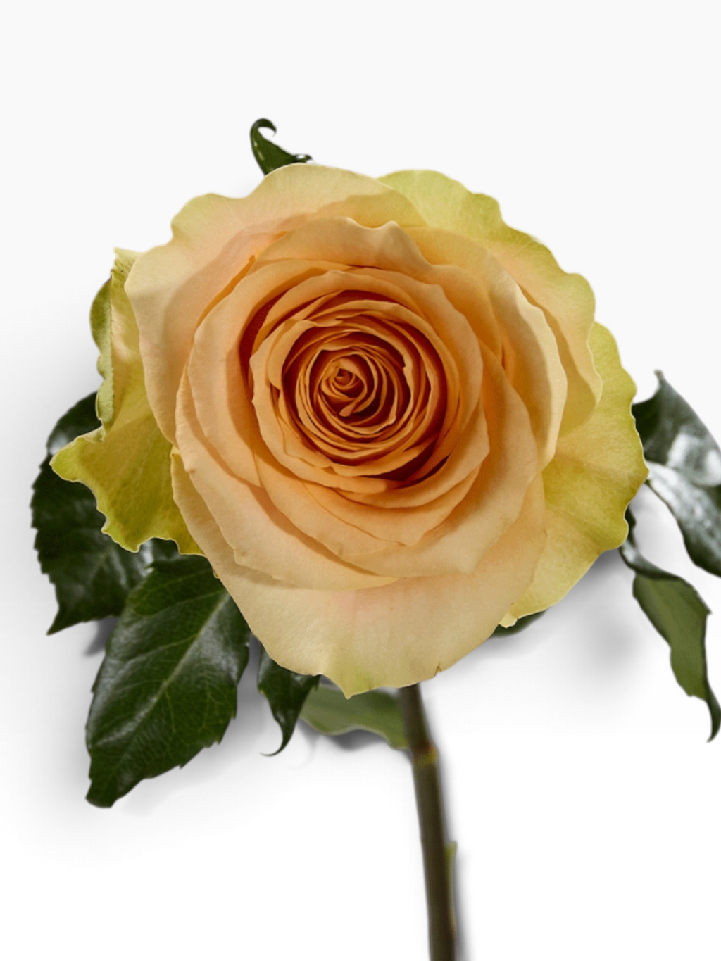 Rosa Nectarine de My Store 3 con pétalos en tonos naranja suave y bordes verdosos, ideal para arreglos florales.