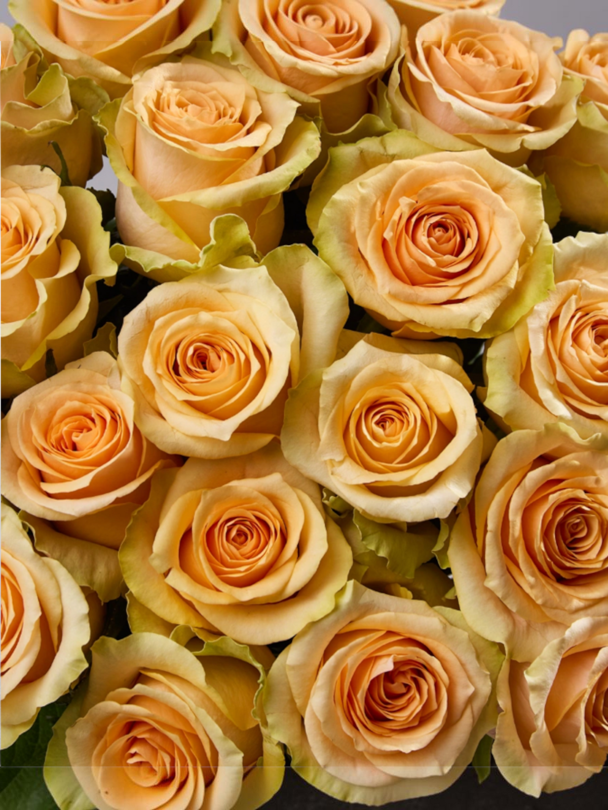 Ramo de rosas Nectarine de My Store 3 en tonos naranja suave con pétalos delicados para arreglos florales elegantes