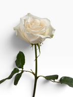Rosa Vendela de My Store 3 en color blanco crema con pétalos aterciopelados y tallo firme para arreglos florales.