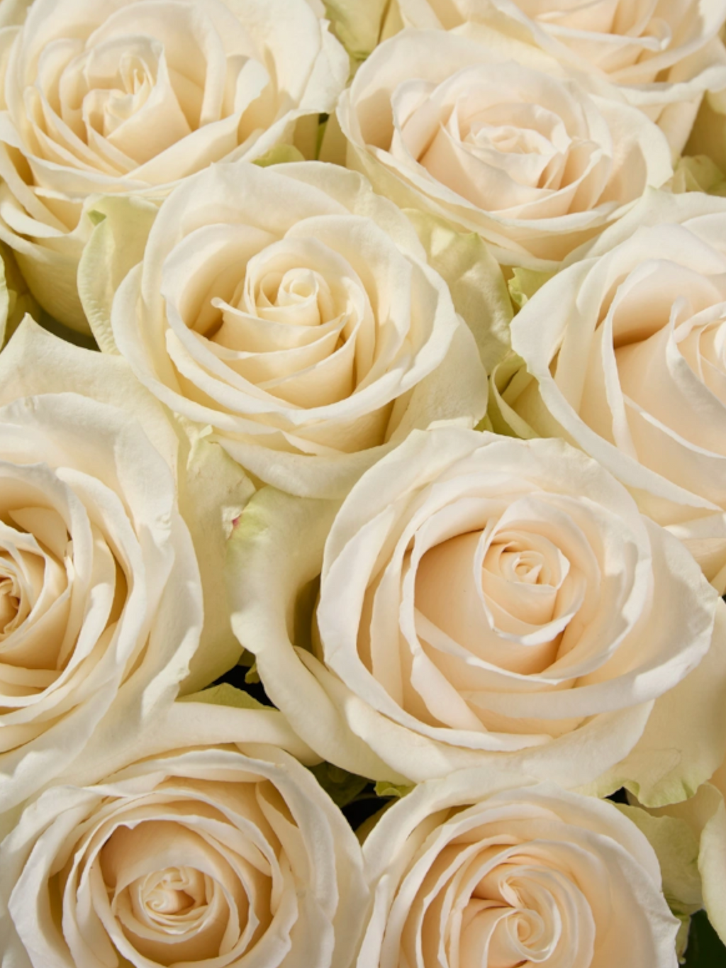 Ramo de rosas Vendela My Store 3 en color blanco crema con pétalos aterciopelados para arreglos florales elegantes