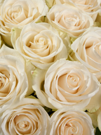 Ramo de rosas Vendela My Store 3 en color blanco crema con pétalos aterciopelados para arreglos florales elegantes