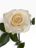 Rosa Vendela de My Store 3, flor de corte color blanco crema con pétalos aterciopelados y tallo firme.