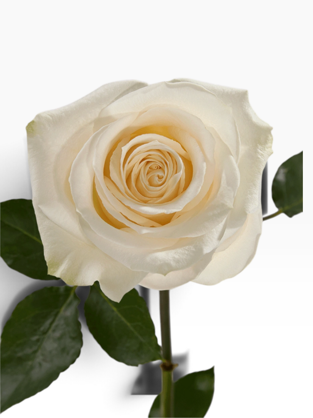 Rosa Vendela de My Store 3, flor de corte color blanco crema con pétalos aterciopelados y tallo firme.