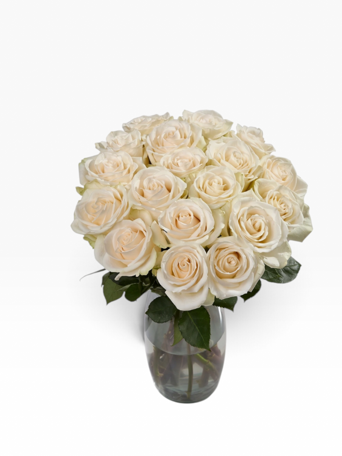 Ramo de rosas blancas crema Vendela de My Store 3 en un florero de cristal, ideal para eventos y arreglos florales.