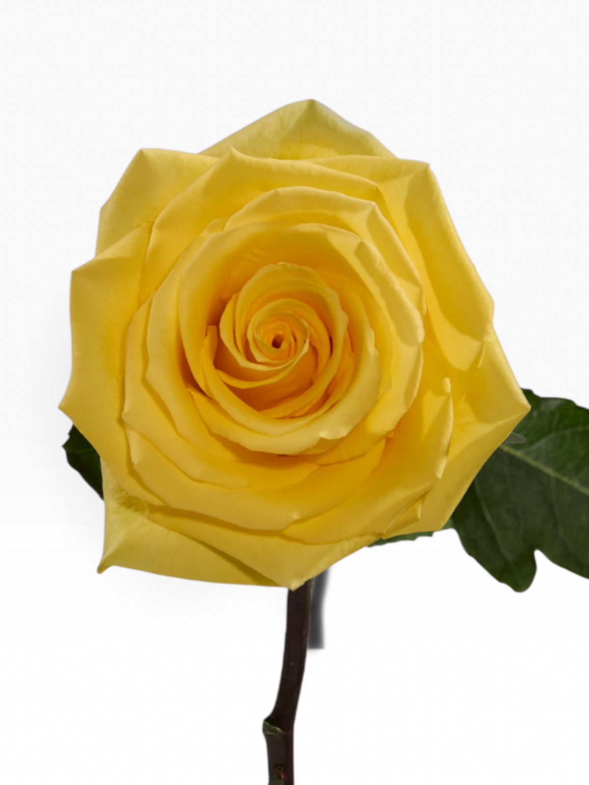 Rosa Momentum de My Store 3, una rosa de corte amarilla con pétalos abiertos, ideal para arreglos florales.