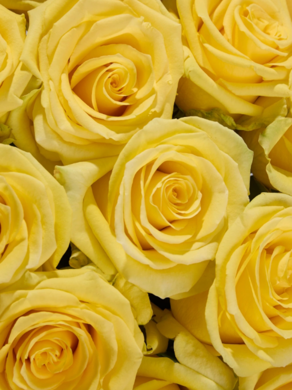Ramo de rosas amarillas My Store 3 variedad Momentum con pétalos densos y vibrantes para arreglos florales