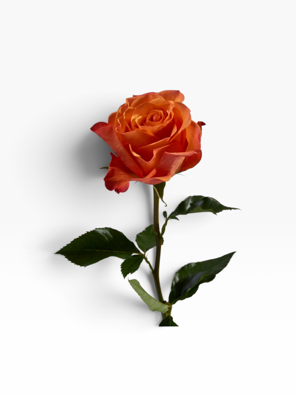 Rosa de corte My Store 3 variedad Joy en color naranja vibrante con tallo verde y hojas sobre fondo neutro