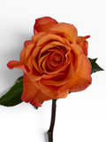 Rosa de corte My Store 3 variedad Joy en color naranja vibrante con tallo verde, ideal para arreglos florales.